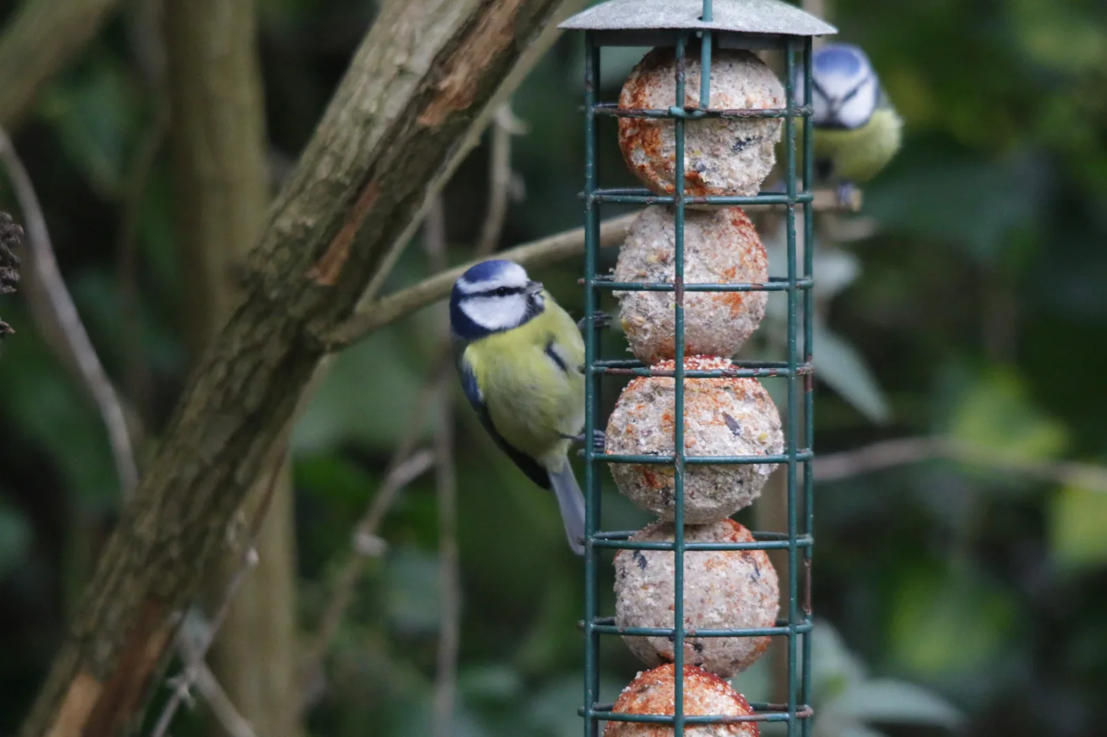 Blue Tits at the fat balls